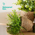 14cm Small Seagrass Plant Pots Set of 3